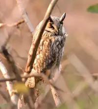 [Buriki Daiou (Emons)] Eromanga Nihon Mukashibanashi (Yamauba Hen) [Chinese] [虎斑木菟漢化] [Digital]